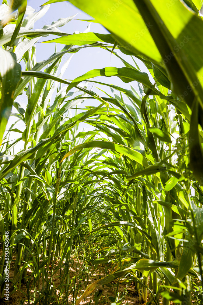 green corn sprouts in the spring or summer green corn sprouts in the spring or summer