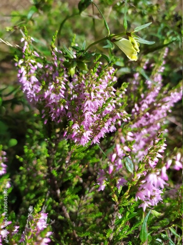 flowers in the garden
