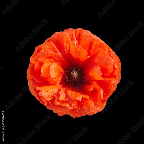 Poppy flower isolated on black background. Remembrance day banner.
