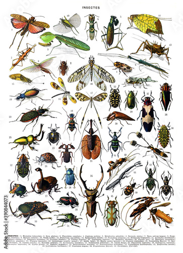 Vintage collection of different insects hand drawn with numbers / Antique engraved illustration from from La Rousse XX Sciele  © Basicmoments