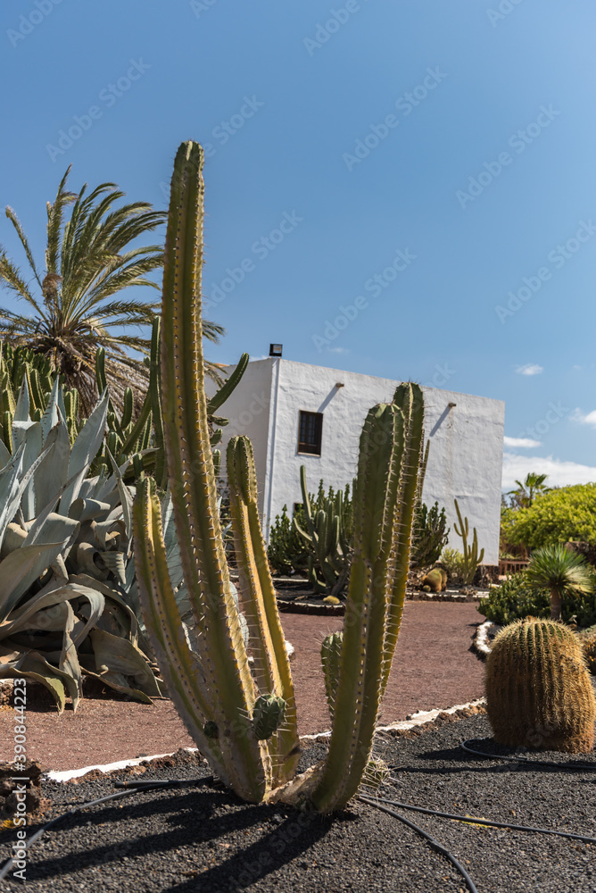 Fototapeta premium Cactus in the garden of the Museo del Queso Majorero in Antigua, Fuerteventura in Spain in summer.