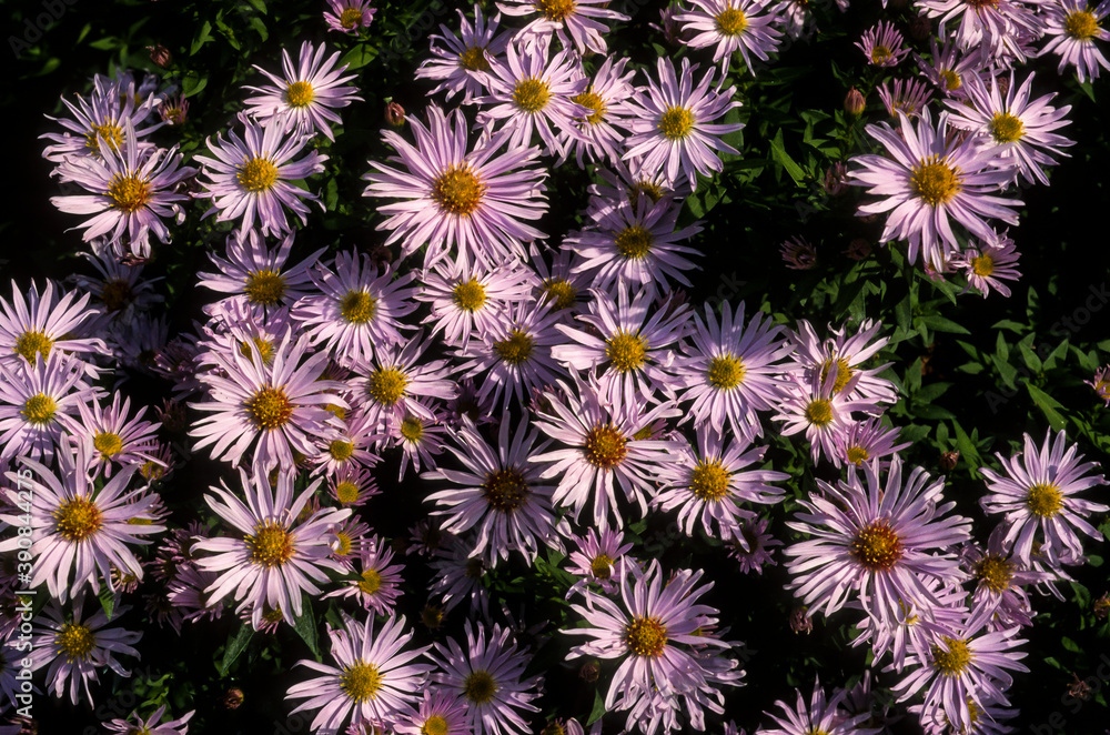 Aster, aster dumosus 'Silberblaukissen' Aster, aster dumosus 'Silberblaukissen'