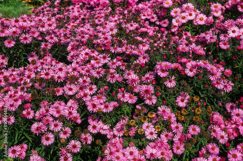 Aster, Aster novae angliae 'Alma Postschke'