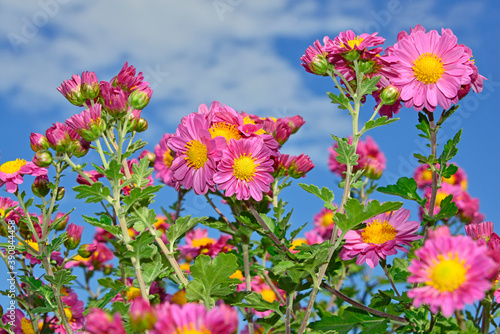 秋の青空に咲くピンクの小菊