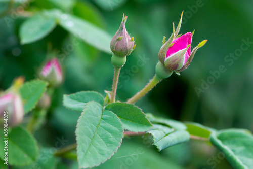 red rose bud on a green background