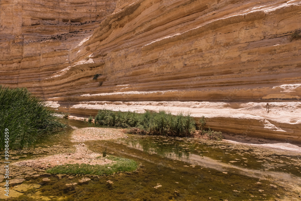 View of Ein Avdat National Park oasis spring, located at the end of a deep canyon, carved by Zin stream at the foot of Midreshet Ben Gurion in Kibbutz Sde Boker, Negev desert, Southern Israel, Israel. View of Ein Avdat National Park oasis spring, located at the end of a deep canyon, carved by Zin stream at the foot of Midreshet Ben Gurion in Kibbutz Sde Boker, Negev desert, Southern Israel, Israel.