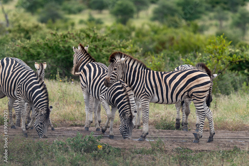 Z  bre de Burchell .Equus quagga burchelli  Parc national Kruger  Afrique du Sud