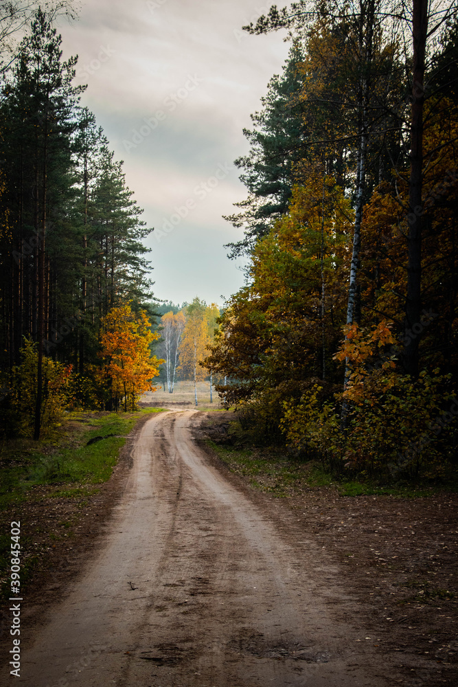 autumn sandy road in gold forest 