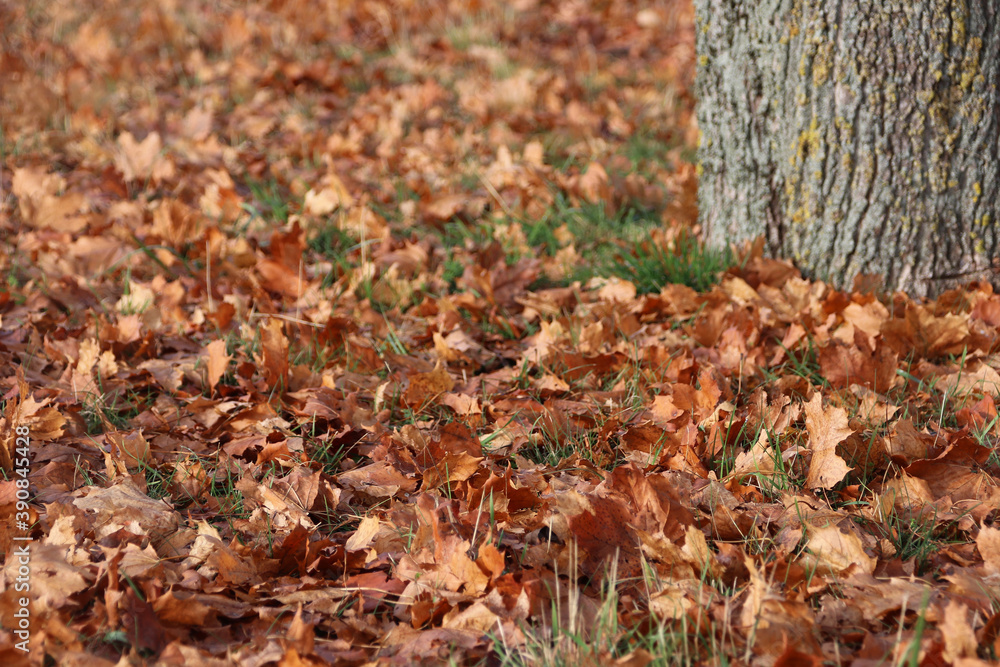 autumn leaves on the ground autumn leaves on the ground