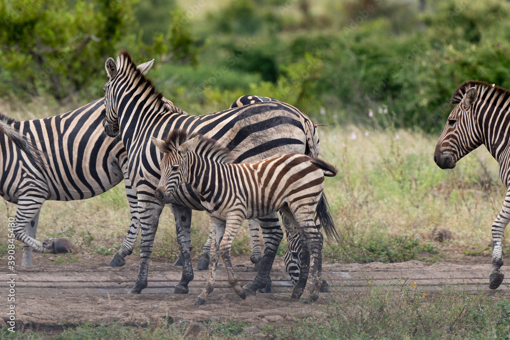 Zèbre de Burchell,.Equus quagga burchelli, Parc national Kruger, Afrique du Sud Zèbre de Burchell,.Equus quagga burchelli, Parc national Kruger, Afrique du Sud