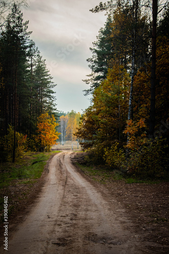 autumn sandy road in gold forest 