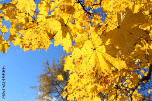 yellow maple leaves against blue sky