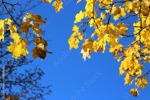 autumn leaves against the sky