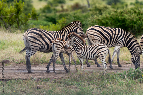 Z  bre de Burchell .Equus quagga burchelli  Parc national Kruger  Afrique du Sud