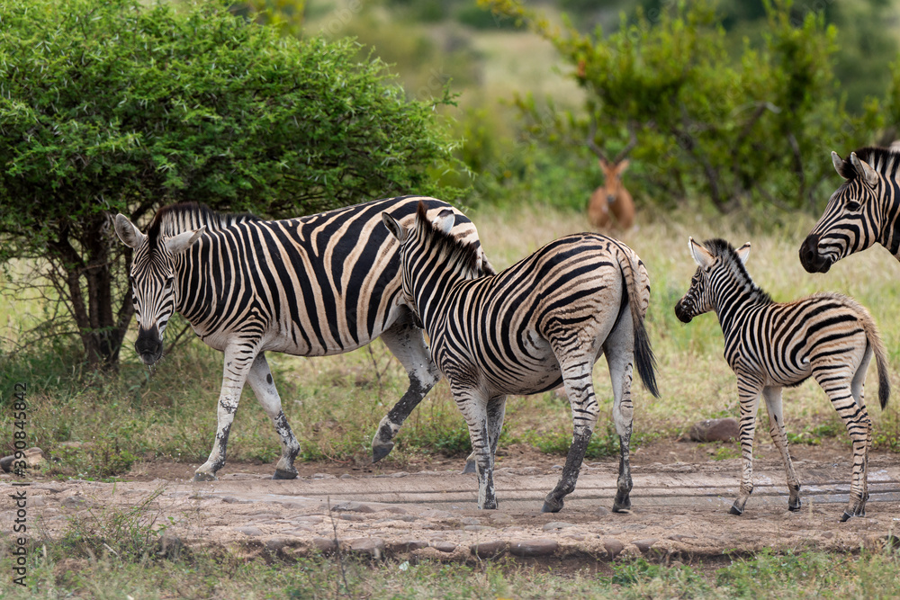 Obraz premium Zèbre de Burchell,.Equus quagga burchelli, Parc national Kruger, Afrique du Sud