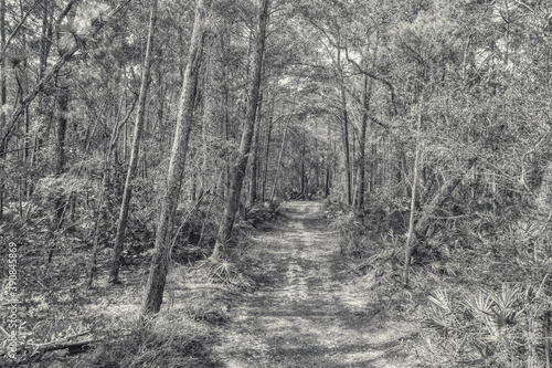 In the North Florida Woods - Black and White Trail Scene