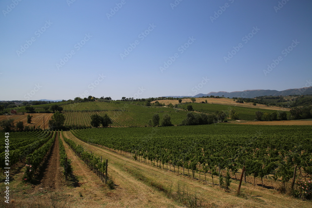 Vineyards in the countryside of Umbria, Italy