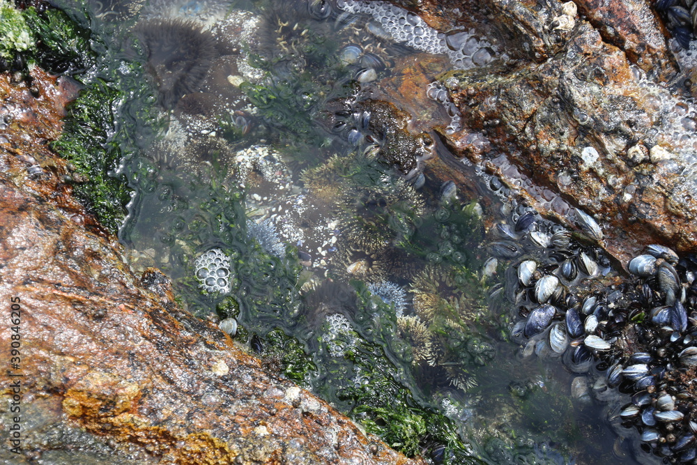 Sea Anemones and mussles in open nature, in the rocks by the Atlantic ocean. It is low tide. Yzerfontain, West coast of South Africa, Africa. Sea Anemones and mussles in open nature, in the rocks by the Atlantic ocean. It is low tide. Yzerfontain, West coast of South Africa, Africa.