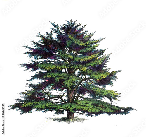 Cedrus libani pinacea  or cedars libani tree (Cedar of Lebanon) / Antique engraved illustration from from La Rousse XX Sciele	 photo