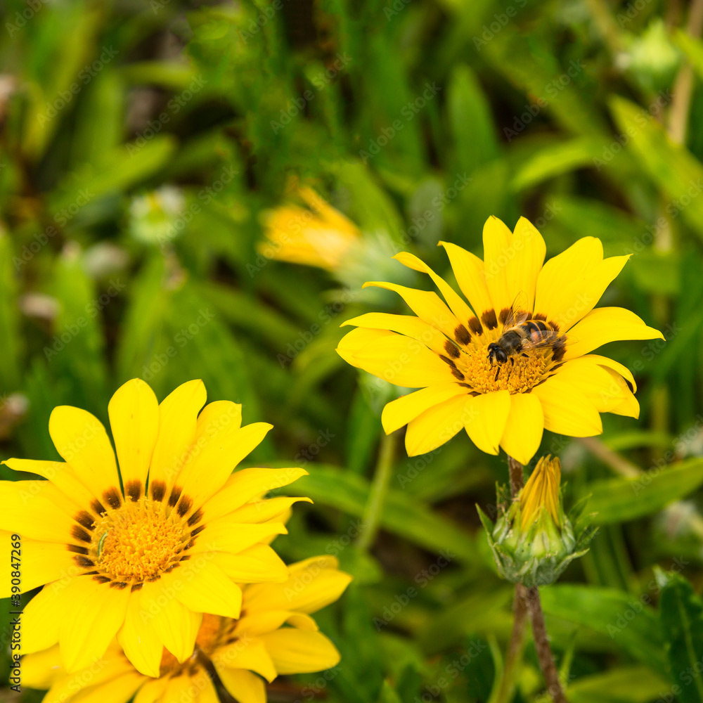 The honey bee is working The honey bee is working