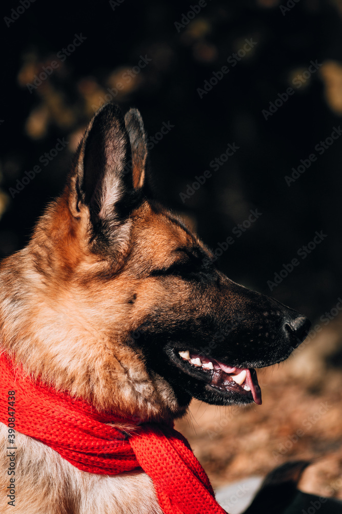 Portrait of a black and red German shepherd in a red knitted scarf. Charming thoroughbred friendly dog. Beautiful picture of the dog for the calendar. Shepherd dog on a background of Golden leaves.