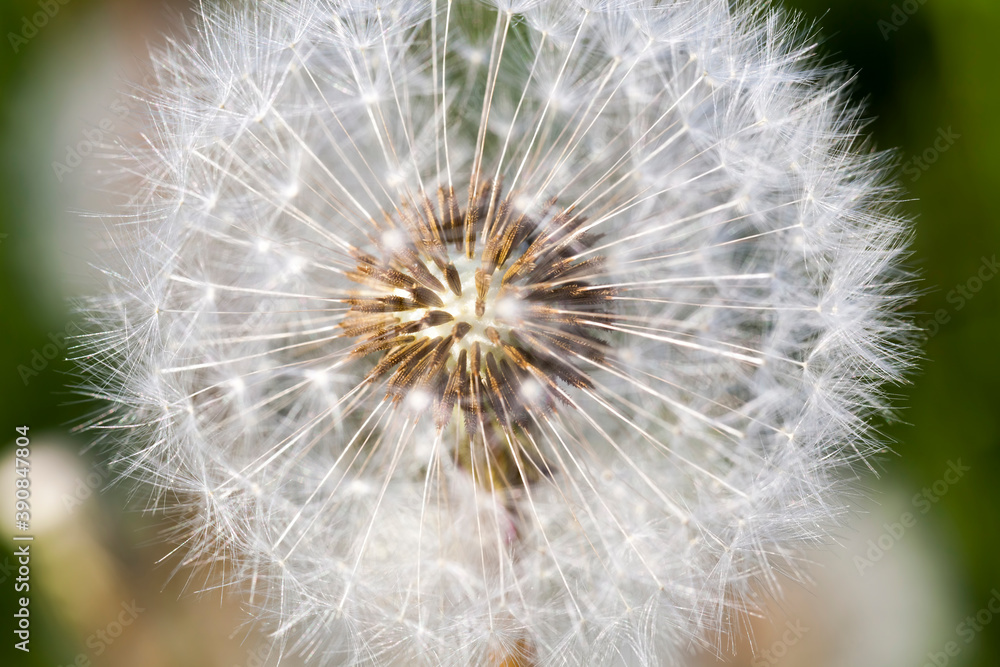 Fototapeta premium details of white fresh dandelions