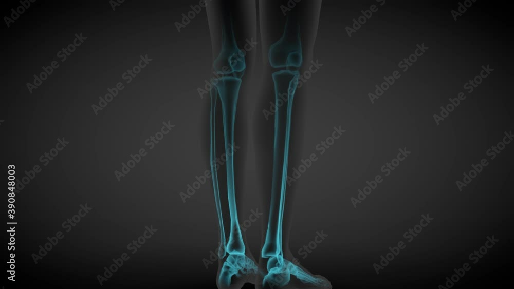 2 3D seamless looping animations in 1, female body rotating - x-ray scan of skeleton bones and various internal organs, medicine illustration - 4K 60fps UHD 2 3D seamless looping animations in 1, female body rotating - x-ray scan of skeleton bones and various internal organs, medicine illustration - 4K 60fps UHD