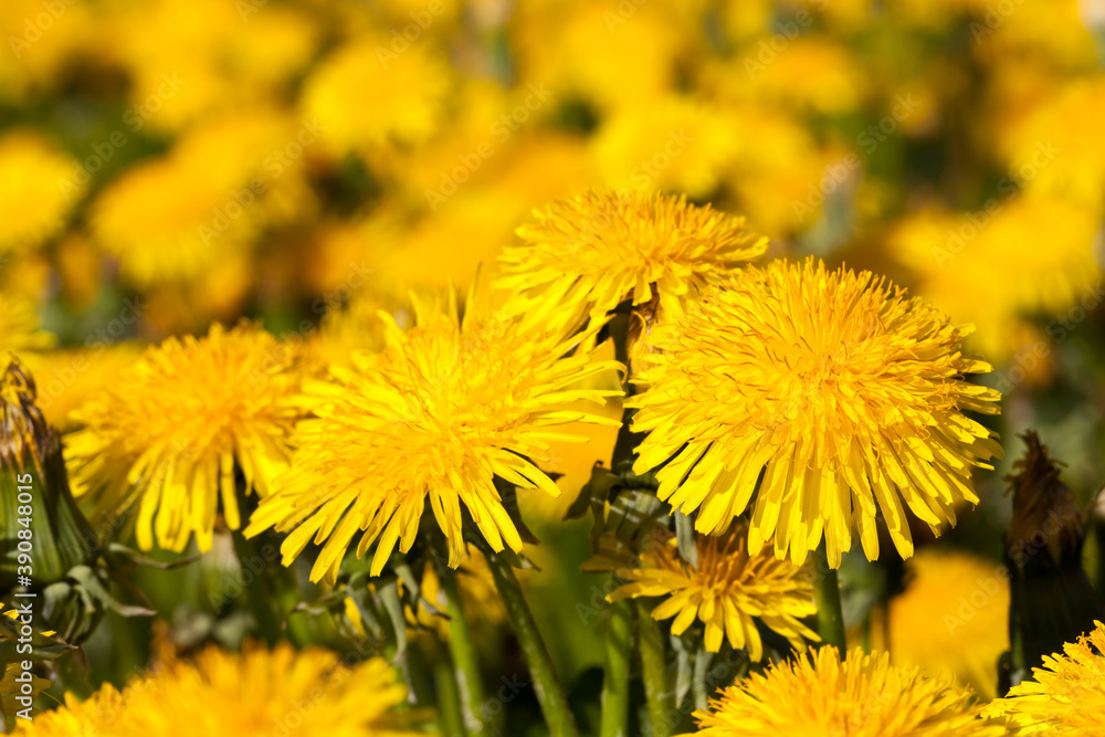 Fototapeta premium bright yellow blooming dandelions