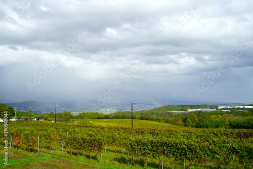 Vineyards of Japanese wineries on a sunny autumn day