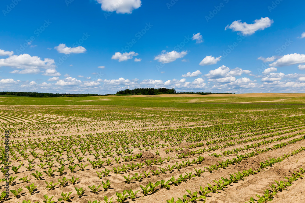 beets in the agricultural field
