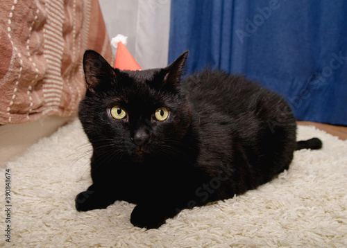 A fluffy pet black cat lying with a homemade santa hat on its head