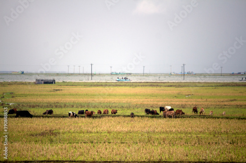 Golden Crop Field view with village background