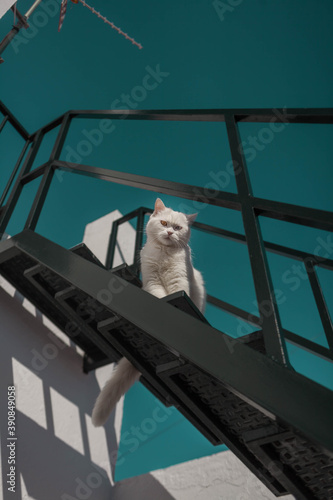 portrait of a white cat with blue and green eyes on a ladder with blue sky