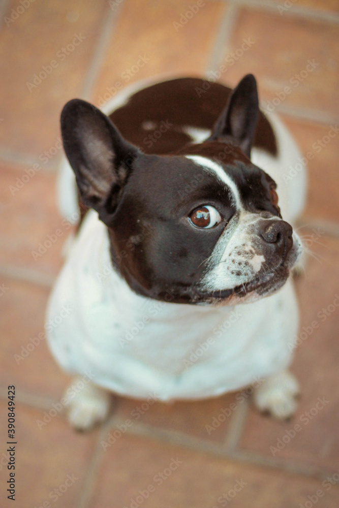 portrait of a dog of breed a french bulldog