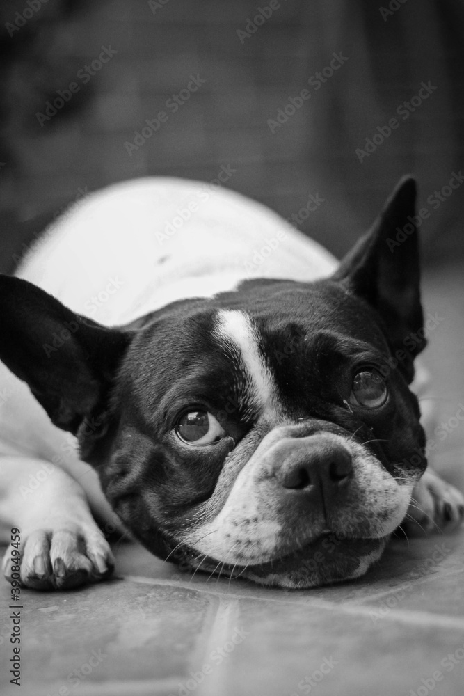 portrait of a dog of breed a french bulldog