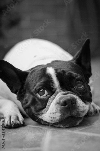 portrait of a dog of breed a french bulldog © PAULA