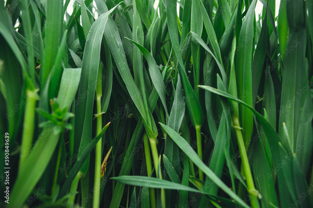 green grass background green grass background
