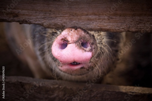 Canvas Print Closeup of pink big dirty snout of brown pig through wooden fence