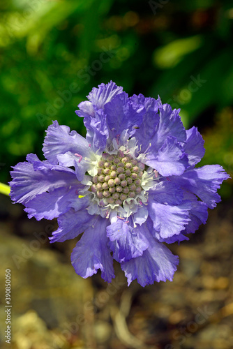 bunte gartenblume // colourful garden flower photo