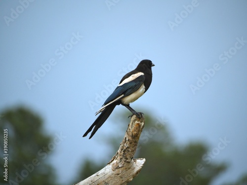 A black and white bird perched on a branch of a tree, soft background