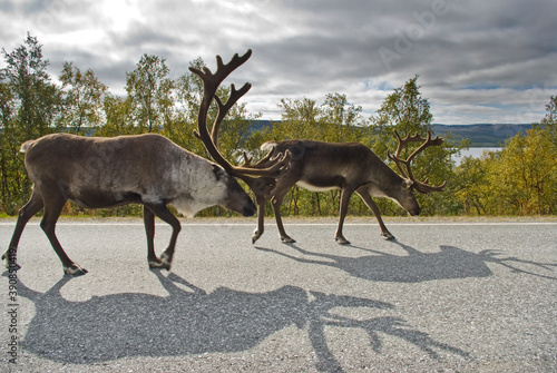 Tableau sur toile Reindeer. Northern Norway, Finnmark