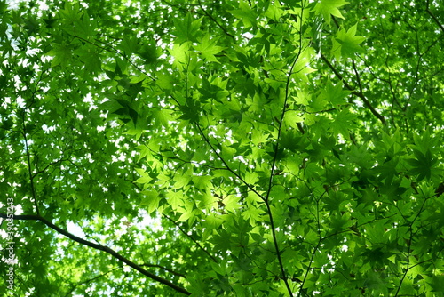 Fresh green leaves and sunbeams