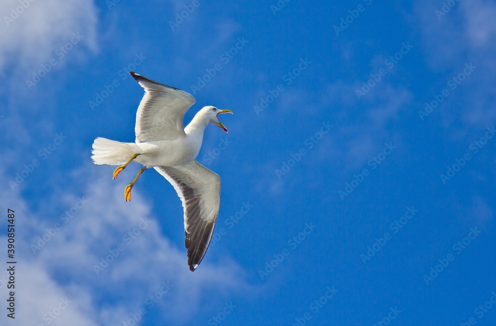 Closeup of a white seagull flying in the blue sky and shouting with opened beak. Closeup of a white seagull flying in the blue sky and shouting with opened beak.