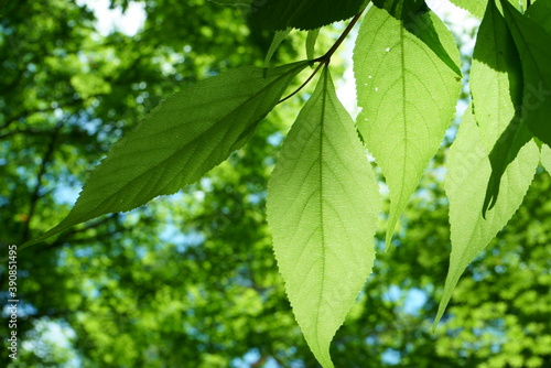 Wallpaper Mural Fresh green leaves and sunbeams Torontodigital.ca