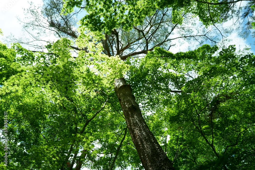 Fototapeta premium Fresh green leaves and sunbeams