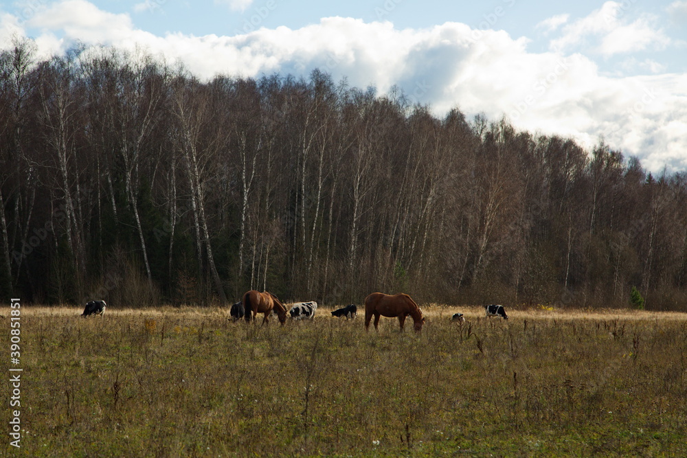 Livestock grazing on an autumn day. Livestock grazing on an autumn day.