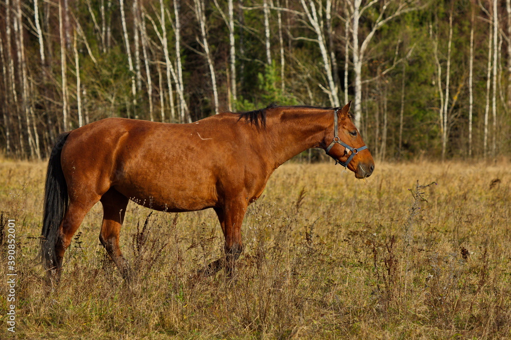 Naklejka premium Livestock grazing on an autumn day.