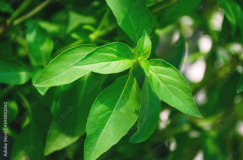 Basil leave. light green basil leaves in the plantation. fresh leaves with a fragrant aroma Basil leave. light green basil leaves in the plantation. fresh leaves with a fragrant aroma