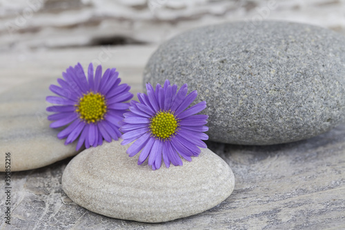 Purple Daisy Flower Still Life