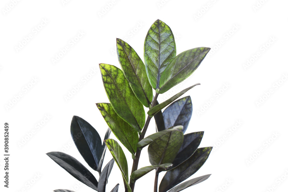 Naklejka premium zamioculcas zamifolia or dollar tree plant isolated on white